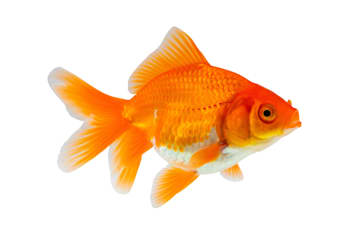 צילום: Shutterstock/ א.ס.א.פ קריאייטיב צילום: Shutterstock/ א.ס.א.פ קריאייטיב