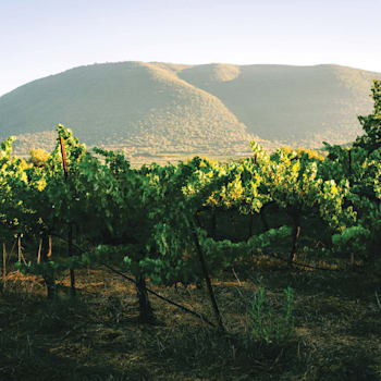 כרם צבעון / צילום: דניאל באר