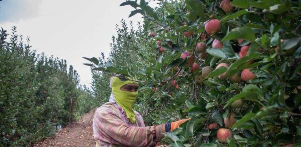 מטע תפוחים / צילום: אייל מרגולין