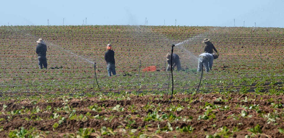 השקייה של קרקע חקלאית בישראל. מתגבש מהלך להעלאת מחירי המים לחקלאות / צילום: איל יצהר