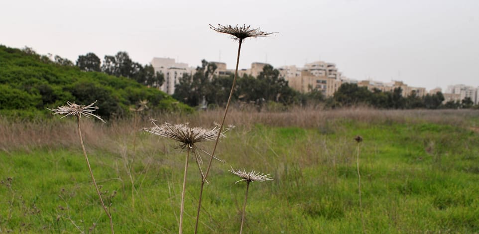 שדה פי גלילות / צילום: תמר מצפי