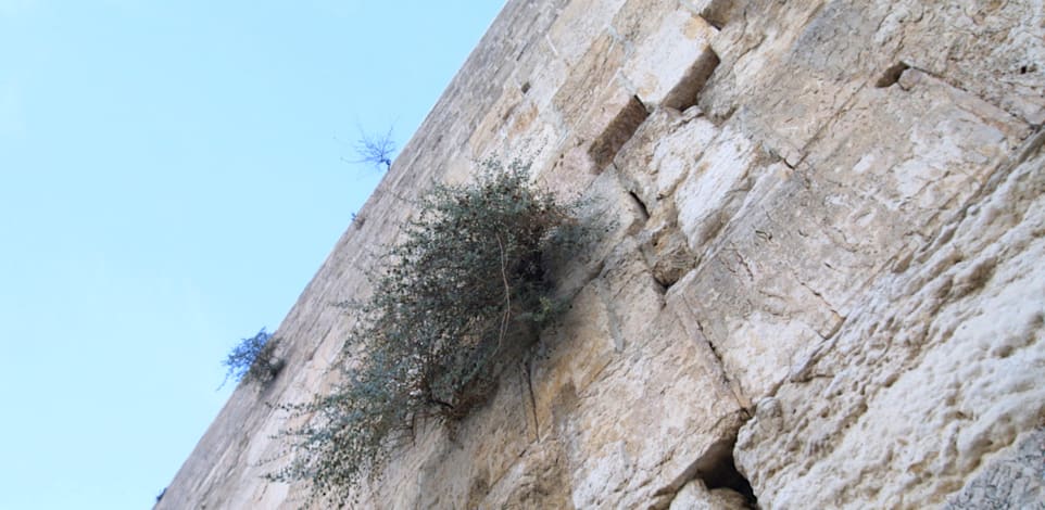 הכותל המערבי. בית המשפט המחוזי בירושלים נעתר לבקשת המדינה / צילום: עינת לברון