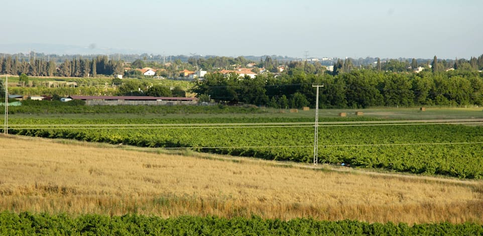 שדות חקלאיים ליד בנימינה / צילום: תמר מצפי