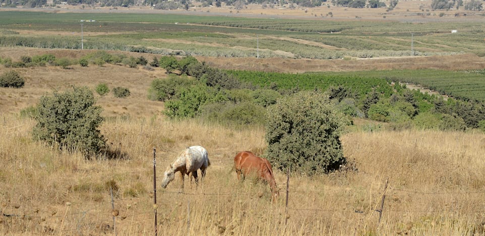 גבול ישראל סוריה קוניטרה ברקע / צילום: איל יצהר