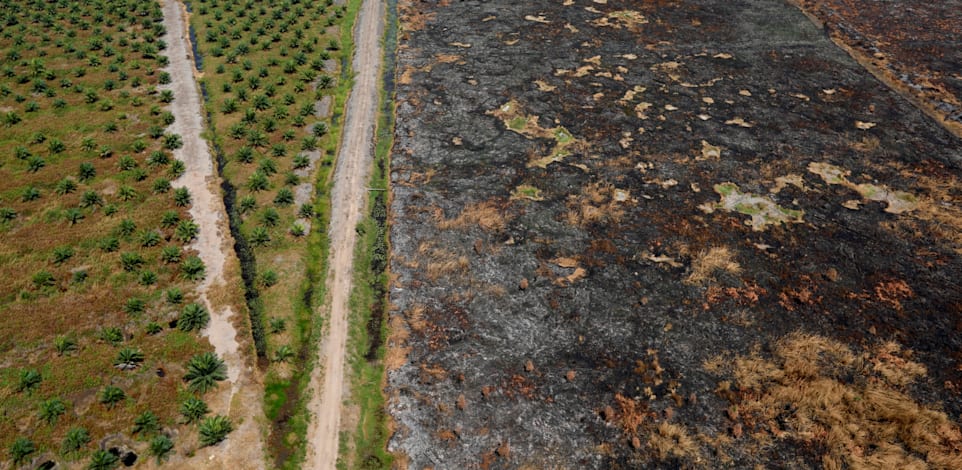 בירוא ביערות הגשם באינדונזיה / צילום: Reuters, Willy Kurniawan