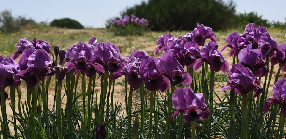 אירוס הנגב / צילום: יותם יעקבסון
