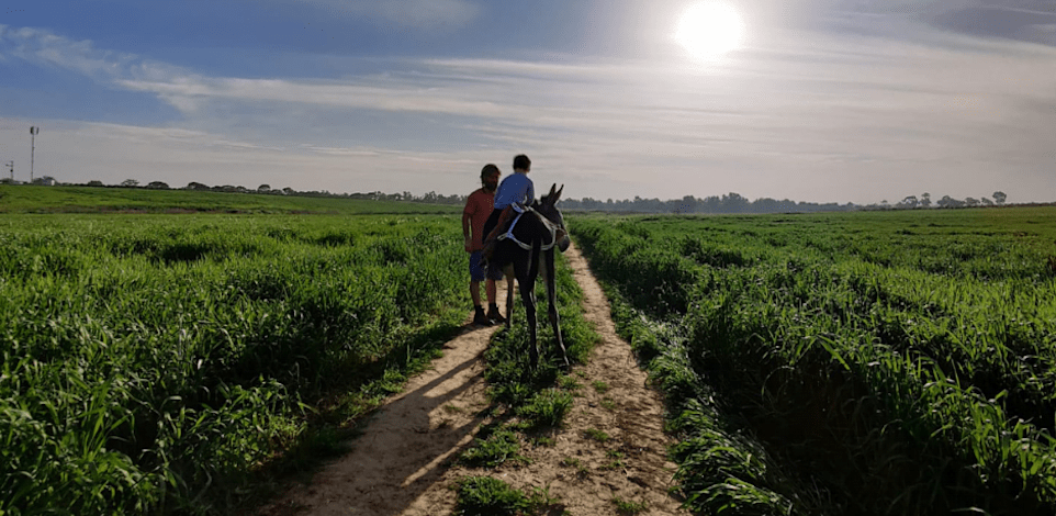 טיול חמורים במושב זמרת / צילום: מיכל חובב