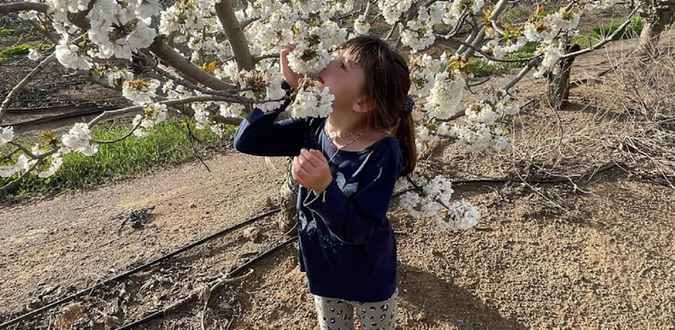 פריחת הדובדבן בעין זיון / צילום: תיירות עין זיוון