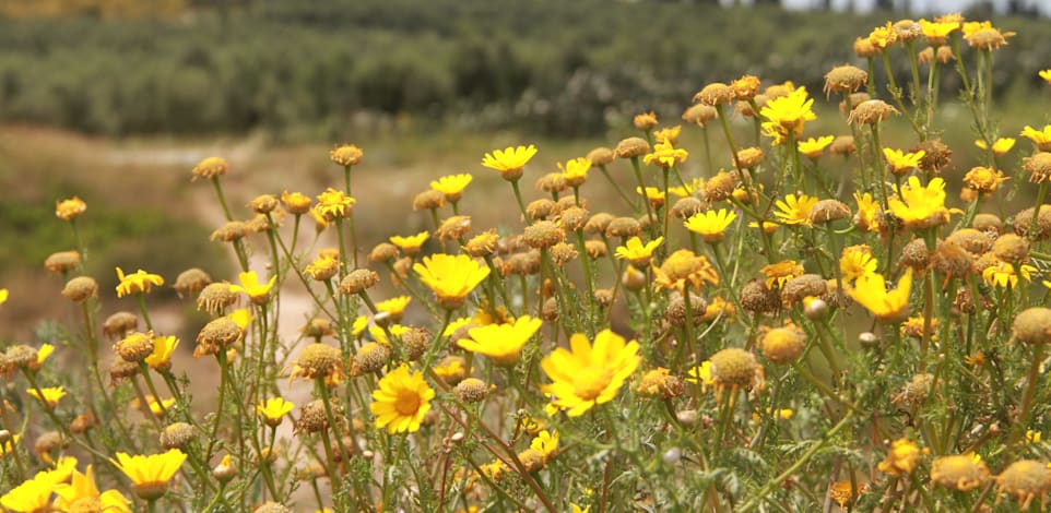 שטחי חקלאות וטבע מתערבבים זה בזה / צילום: אורלי גנוסר