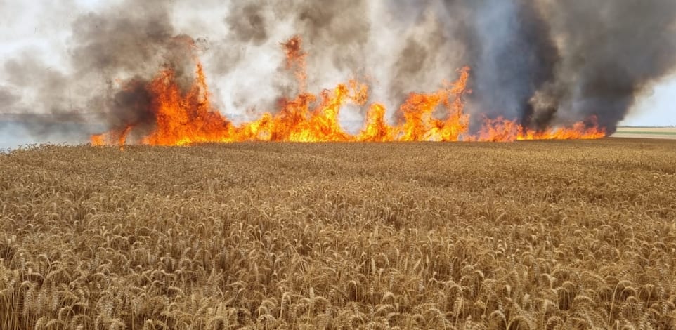שדות החיטה הבוערים בעוטף. החליטו לקצור את החיטה כשהיא עדיין ירוקה כדי להפחית הסיכון / צילום: רפי בביאן