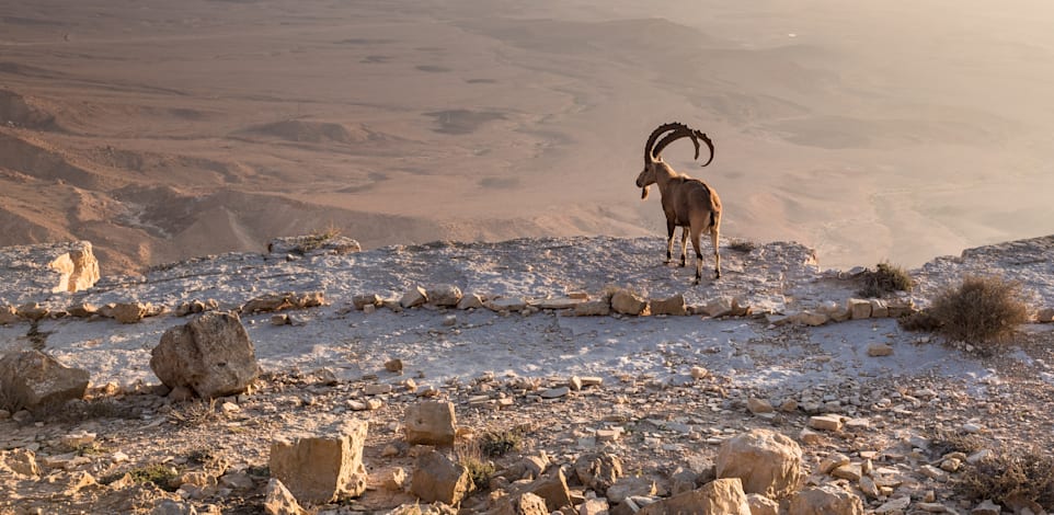 מצפה רמון / צילום: Shutterstock