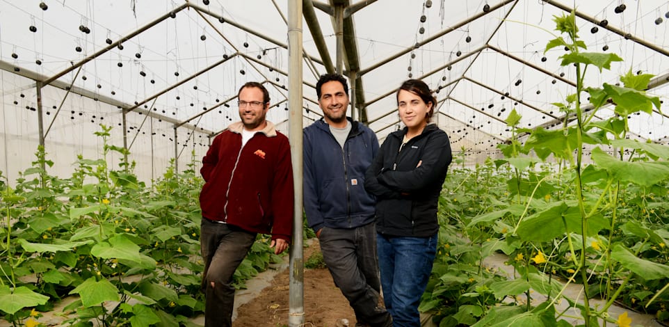 מימין: עדי אוקסנברג, בועז חביביאן, עידו שמידע. במשק חביביאן / צילום: איל יצהר