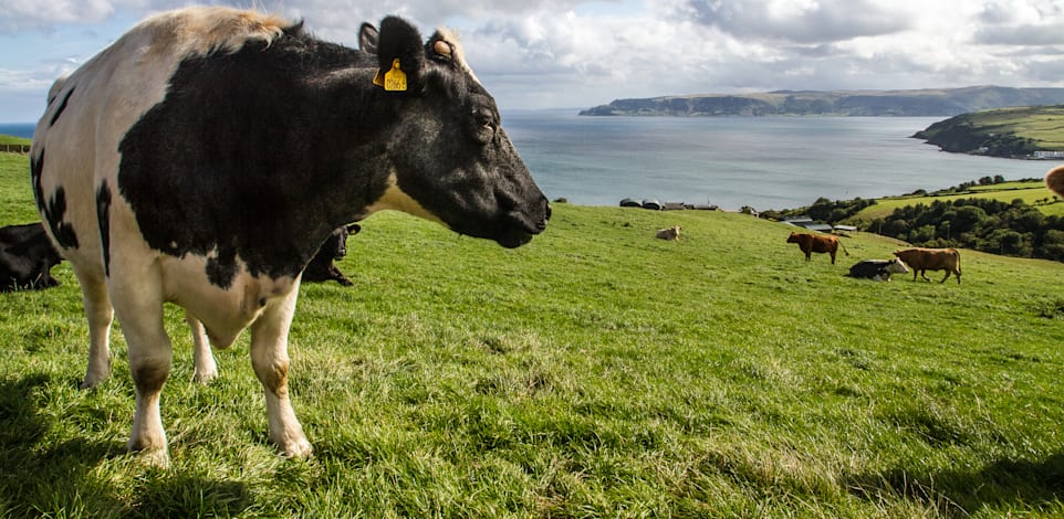 פרות רועות באחו, אירלנד / צילום: Shutterstock