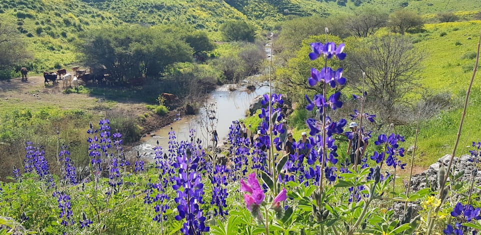 רמות מנשה. צמחים שאוהבים להתקבץ יחד / צילום: אורלי גנוסר