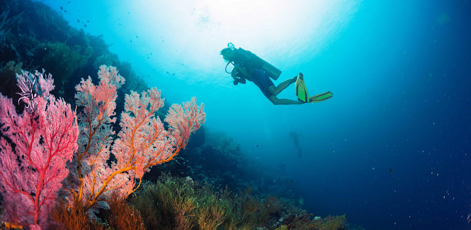 ריף אלמוגים / צילום: Shutterstock