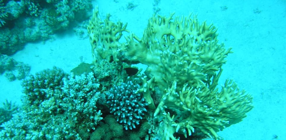 שונית האלמוגים במפרץ חיפה, מתקשה להשתקם מנזקי סערת חורף 2020 / צילום: דרור צוראל, המשרד להגנת הסביבה
