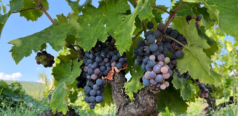 עשבי בר ומגוון אקולוגי בכרם אורגני