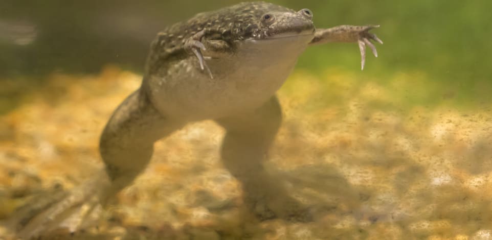 צפרדע מסוג Xenopus / צילום: Shutterstock