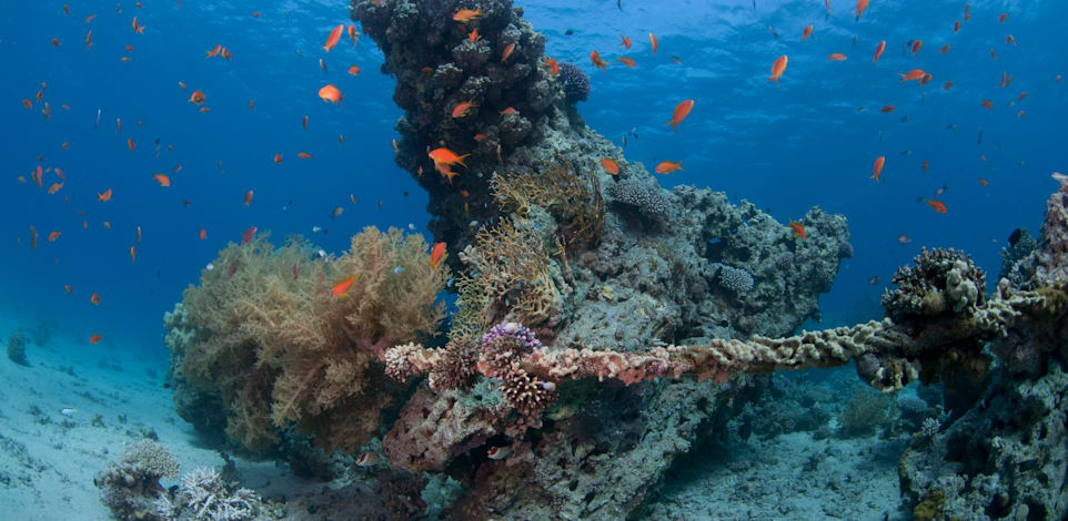 אלמוגים בחוף קצא"א אילת / צילום: אמיר שטרן