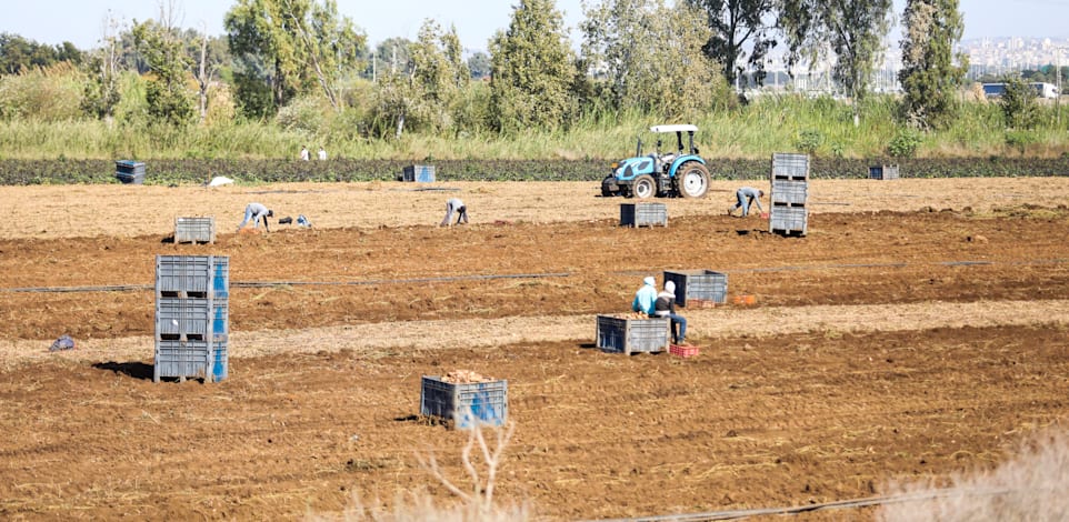 קטיף בשדות חקלאיים. ארגוני החקלאים מעדיפים את השיטה הנוכחית של חסימת תחרות מחו"ל / צילום: שלומי יוסף