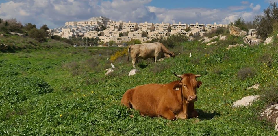 הגבעות הדרומיות במודיעין / צילום: דוברות עיריית מודיעין מכבים רעות