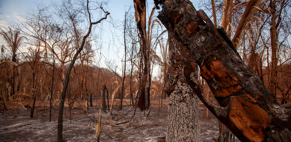 עצים שרופים באמזונס / צילום: גרינפיס