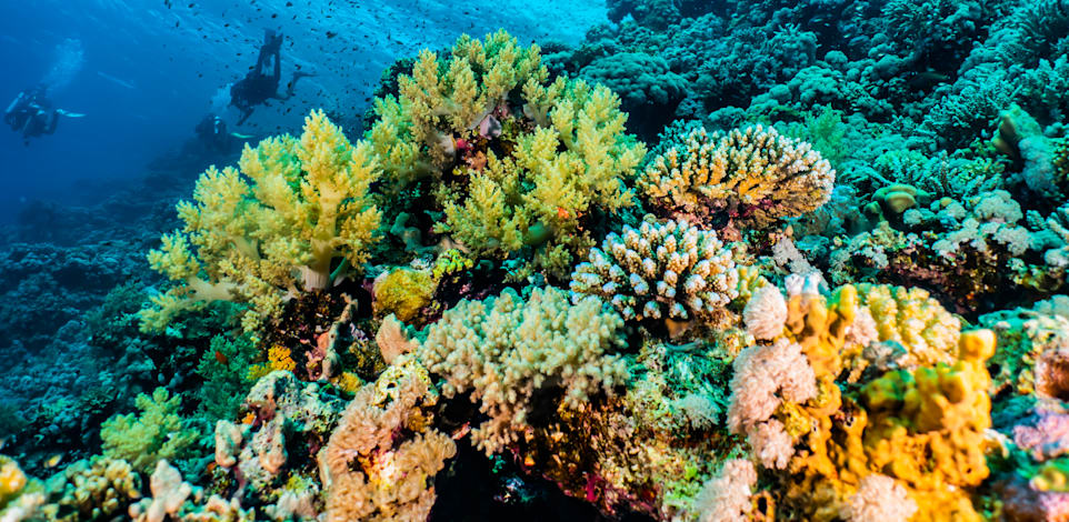 שונית האלמוגים באילת. ''ערכי טבע וסביבה כמו נוף, אוויר נקי, מים נקיים, מגוון ביולוגי - הם 'מוצרים' בעלי ערך רב אך ללא מחיר בשוק'' / צילום: Shutterstock, yeshaya dinerstein