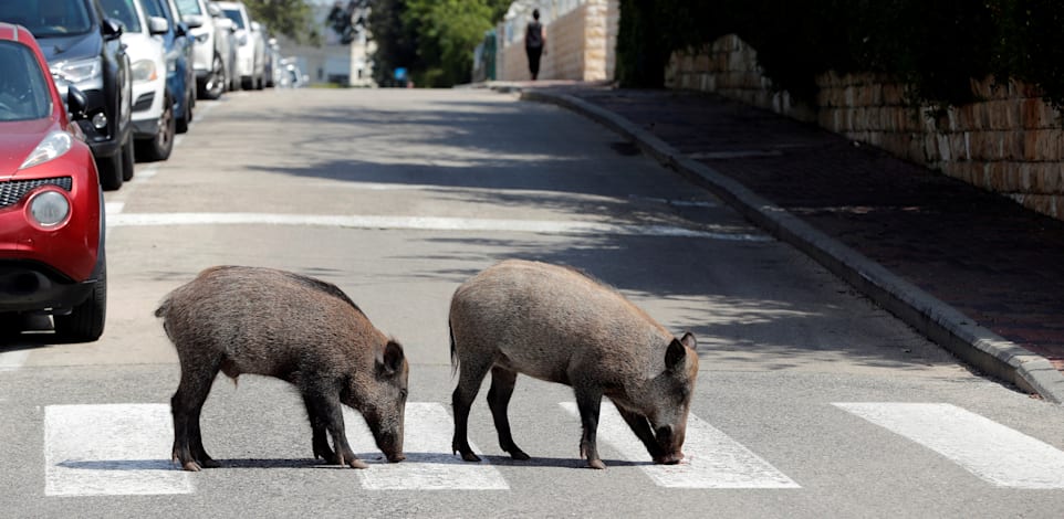 חזירי בר בלב העיר חיפה / צילום: Reuters, רונן זבולון