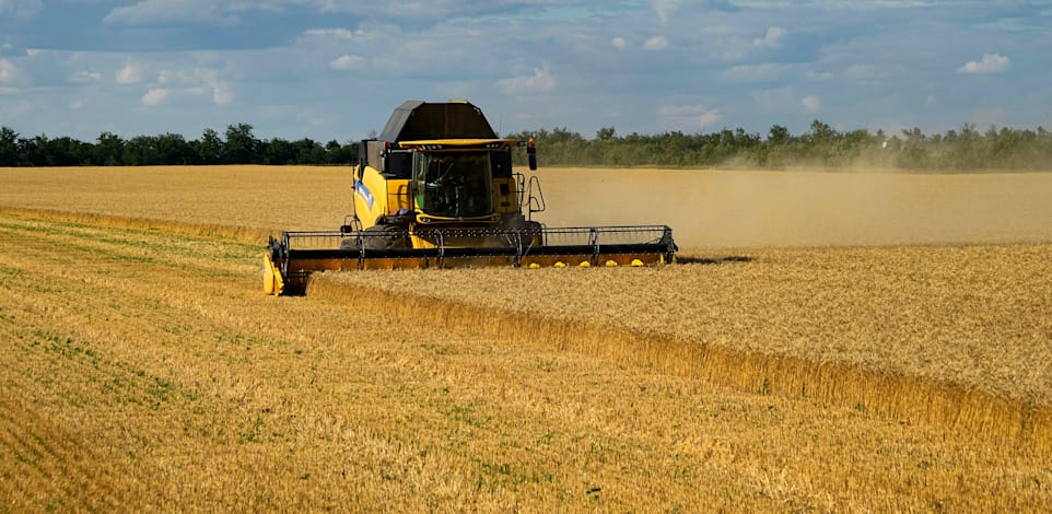 שדה חיטה בדרום אוקראינה / צילום: ap