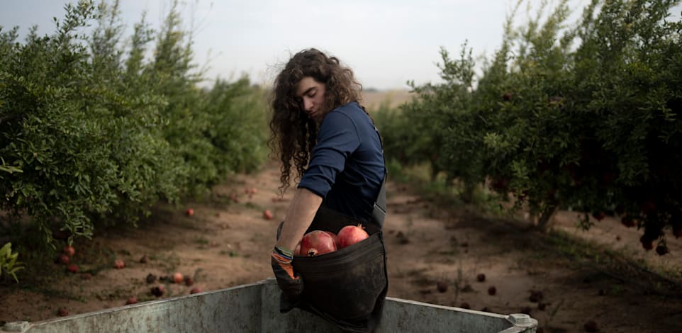 משק חקלאות ישראלי / צילום: ap, Maya Alleruzzo