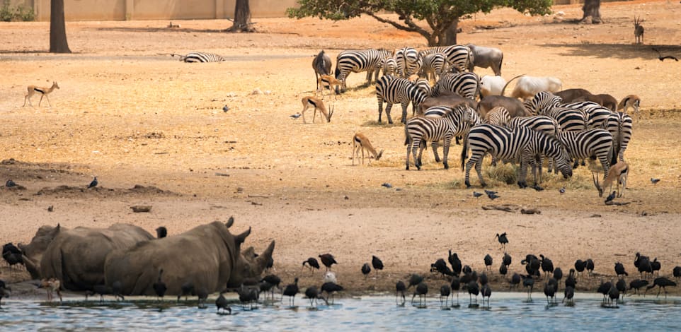 הספארי ברמת גן / צילום: Shutterstock