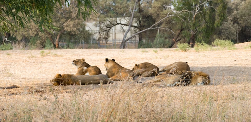 הספארי ברמת גן / צילום: Shutterstock