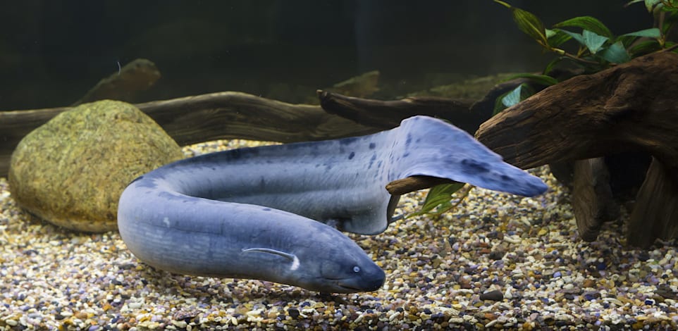 דג הריאה / צילום: Shutterstock