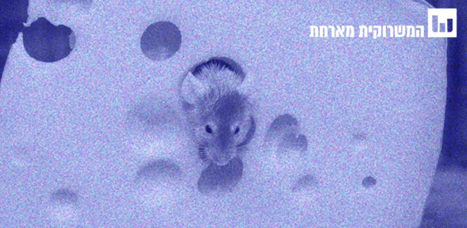 בודקים את המיתוס. עכבר וגבינה / צילום: Shutterstock