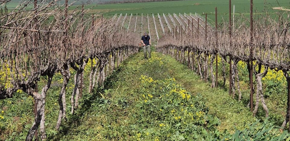 הגפנים. המשפחה היא הציר של הסיפור / צילום: ענת אגמון