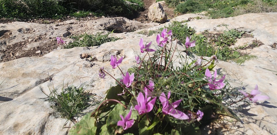 הר תנופה. יש גם סחלבים / צילום: יובל אינהורן