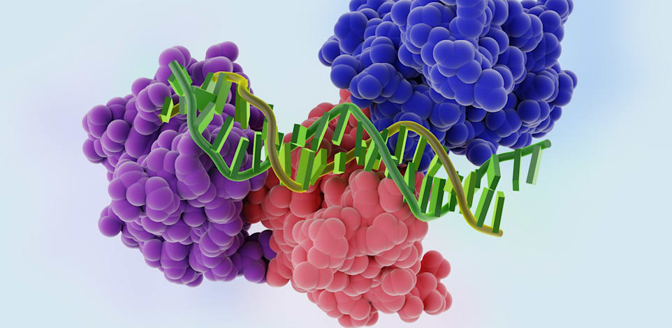 החלק המרכזי של חלבון מדכא הגידולים p53 כשהוא נקשר לסליל כפול של DNA. / צילום: Shutterstock, Bacsica