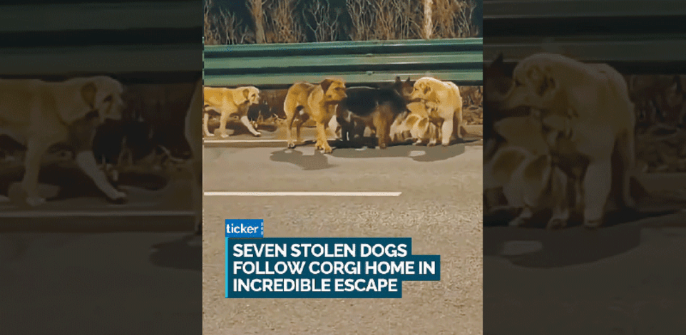 שבעת המופלאים מתוך הסרטון שהפך ויראלי. מצפן הביתה / צילום: צילום מסך