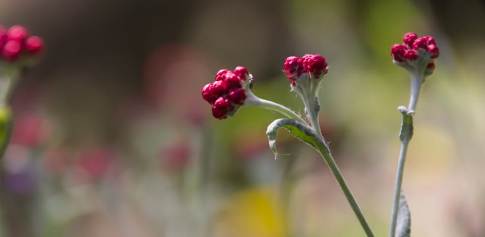 דם המכבים. לפי האגדה, הוא צומח היכן שנשפך דם של לוחם מכבי / צילום: Shutterstock