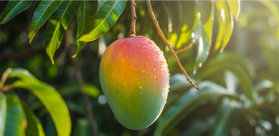 עץ מנגו / צילום: Shutterstock
