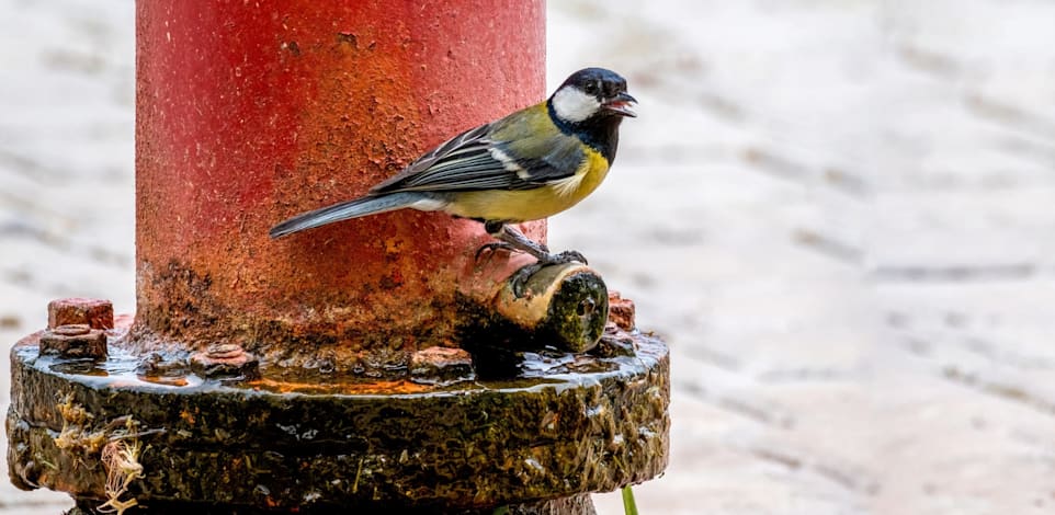 הירגזי. שינוי גנטי מובהק / צילום: Shutterstock