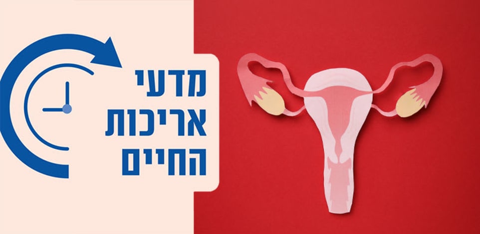 שחלות / איור: Shutterstock