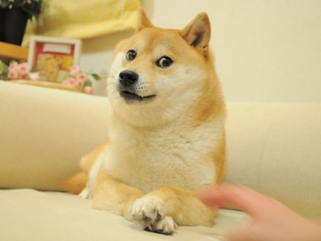 הכלבה קאבוסו שהיוותה את ההשראה למטבע הדוג'קוין / צילום: ויקיפדיה