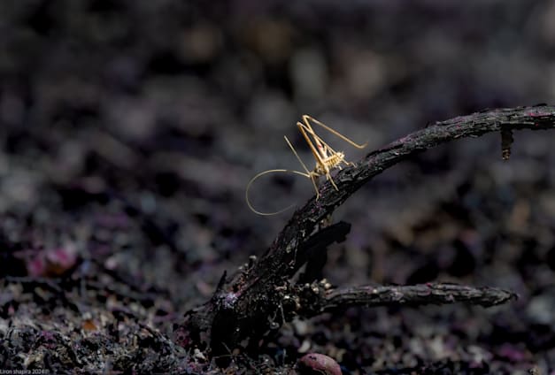 חרגול בשדה שרוף. ''החרקים עשויים לאבד דור'' / צילום: לירון שפירא, החברה להגנת הטבע