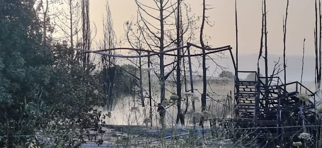 מטעים שרופים משריפה שפרצה כתוצאה מירי חיזבאללה / צילום: עמית כהן, מטע מלכיה מטעים שרופים משריפה שפרצה כתוצאה מירי חיזבאללה / צילום: עמית כהן, מטע מלכיה