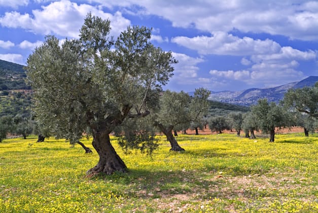 עצי זית בגליל, בימים שקטים יותר / צילום: Shutterstock עצי זית בגליל, בימים שקטים יותר / צילום: Shutterstock