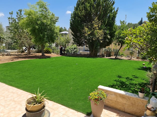 דשא סנטטי / צילום: שירת עשבים דשא סנטטי / צילום: שירת עשבים