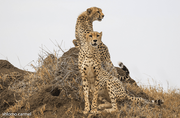 צילום: שלמה כרמל צילום: שלמה כרמל