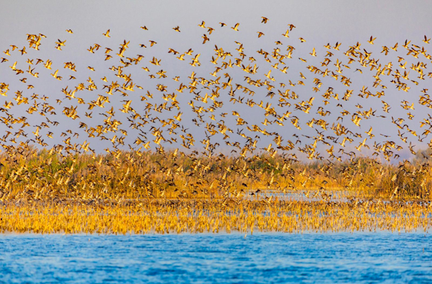 להקת ציפורים מתחילה בעונת הנדידה מעל אזורי הביצה בג'יאנגסו, סין, השבוע / צילום: Reuters, CFOTO להקת ציפורים מתחילה בעונת הנדידה מעל אזורי הביצה בג'יאנגסו, סין, השבוע / צילום: Reuters, CFOTO