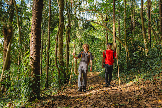 יער בקוסטה ריקה / צילום: Shutterstock